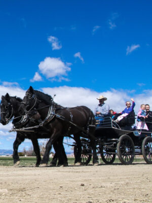 Horse Drawn Carriage Rides - July 11th